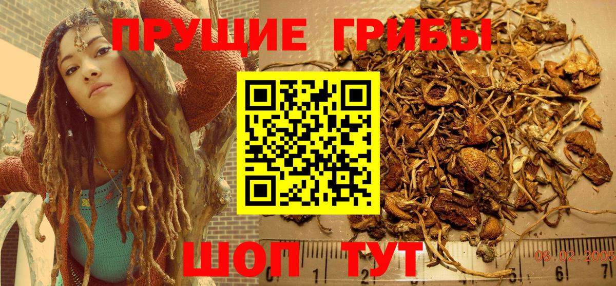 Галлюциногенные грибы Psilocybine cubensis Муром